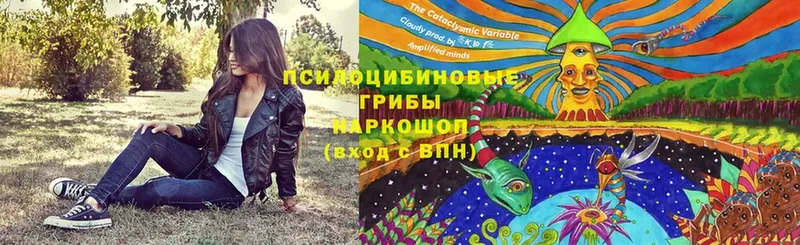 закладки  Конаково  Галлюциногенные грибы Magic Shrooms 